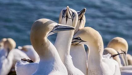 _爱游戏官方_ 中超季后赛对决，冠军花落谁家？_，中超安卓游戏