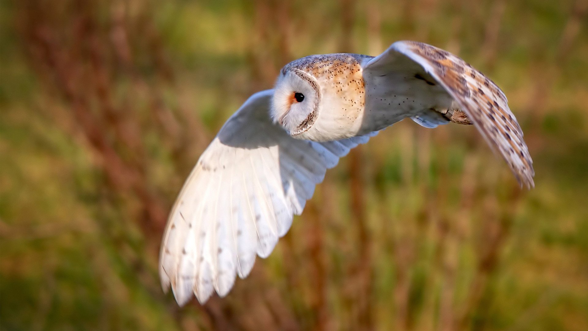 凯尔特人未来战术战略,能否引领新潮流?,凯尔特人前瞻