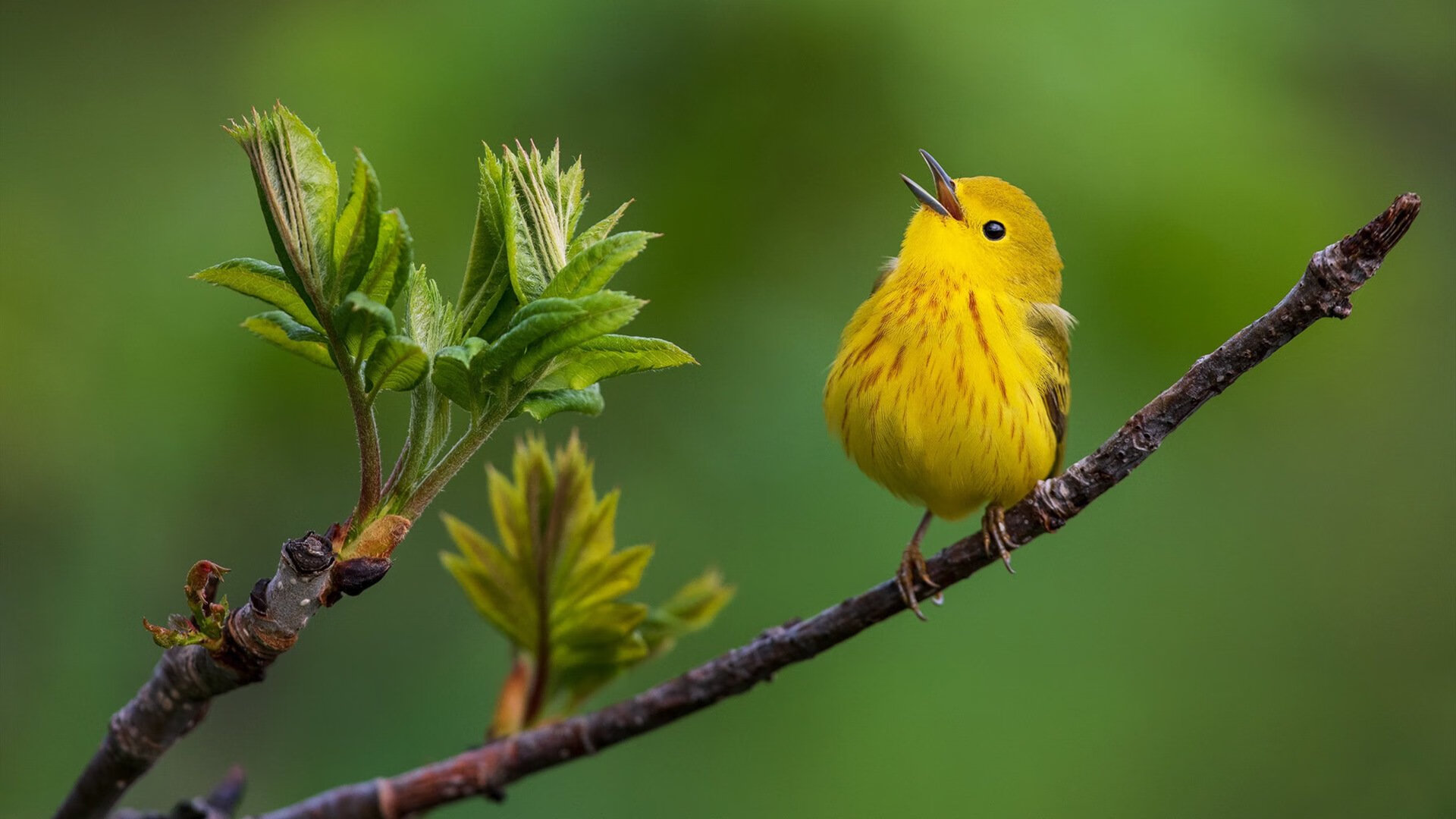战术亮点:北京队利用快攻和多点开花取胜!,北京队比赛时间