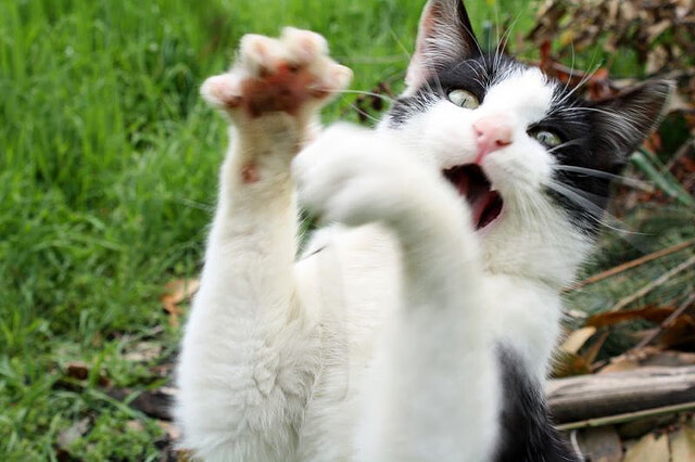 球迷投票:你觉得哪场比赛最令人难忘?,球迷排行