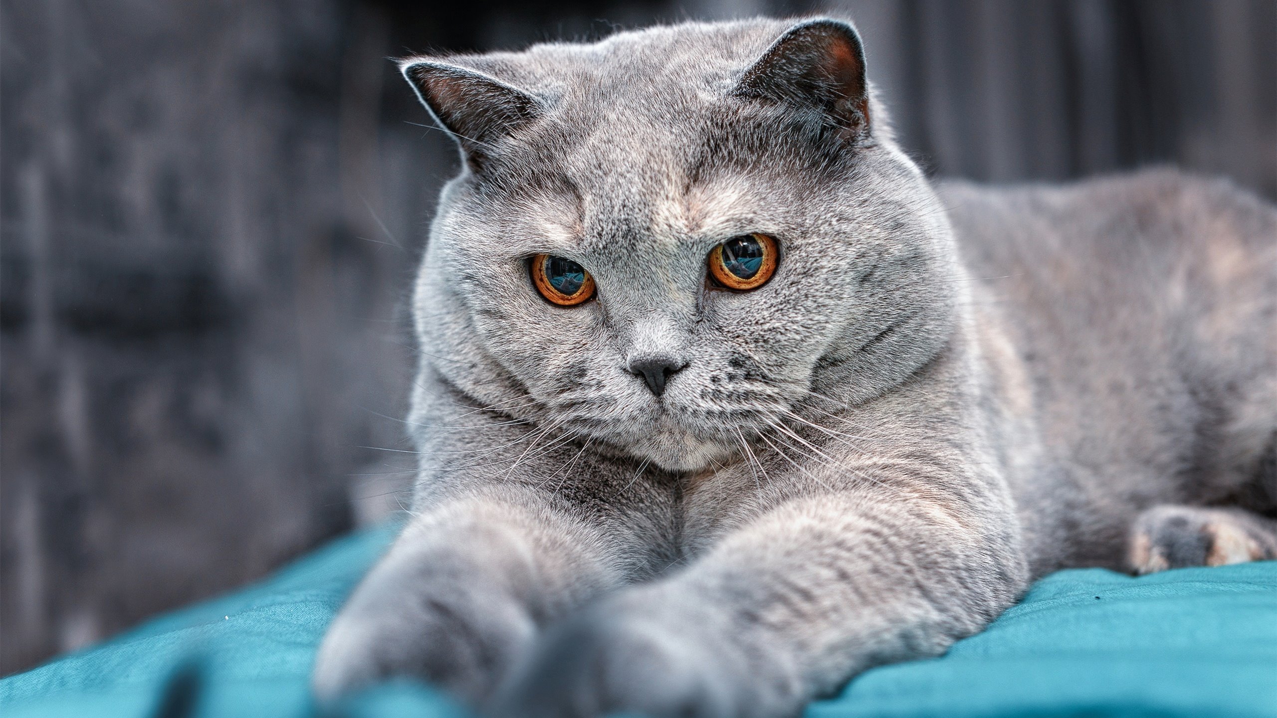 赛场“绝杀神器”:最佳射手的最后一击,职业赛常用射手