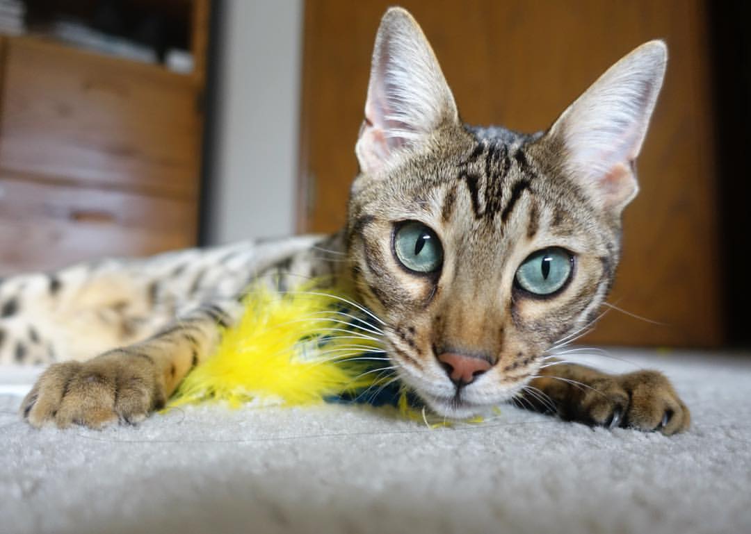 赛场“花式”进球大赏：欧冠最美瞬间集锦，欧冠十大进球视频