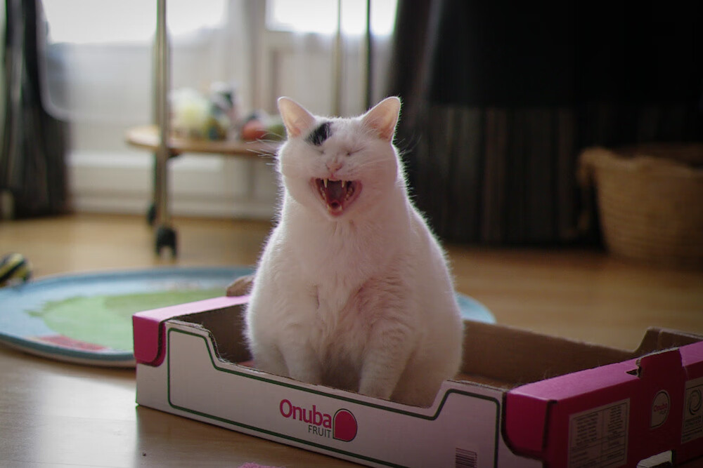 追梦之旅：当红新星的成长时光，2021追梦之旅