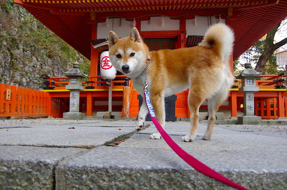 Astralis 在 IEM Rio Major 中表现出色，astralis拿过几个major