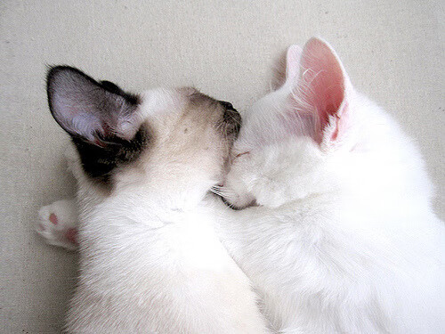 中国篮球运动赛事安全保障体系,中国篮球竞赛制度改革