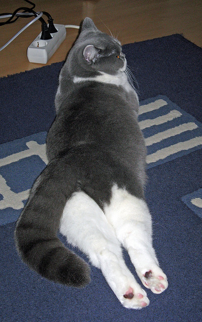 伯恩利客场不敌桑德兰，遭遇反弹迎头痛击，伯恩利主帅