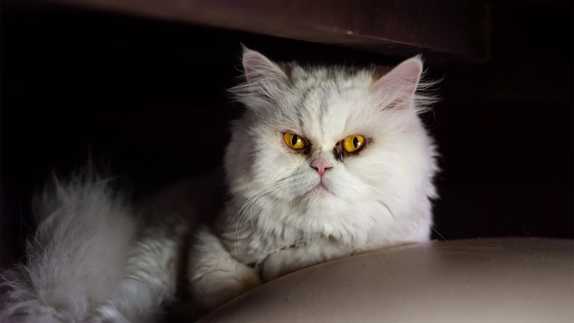 切尔西女足夺得女足联赛杯冠军，切尔西女足夺得女足联赛杯冠军是哪一年