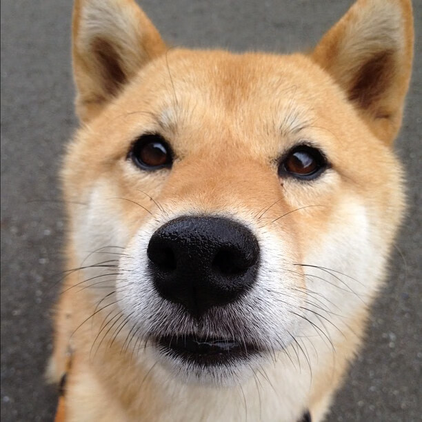 南安普顿防线稳固，力求保级，南安普顿是什么意思