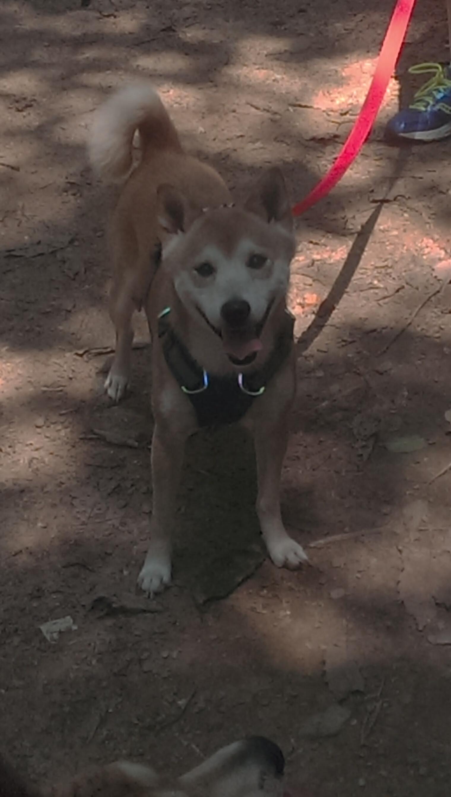 德国马术协会引入智能马鞍系统,实现实时数据监测与分析,提升骑乘体验。