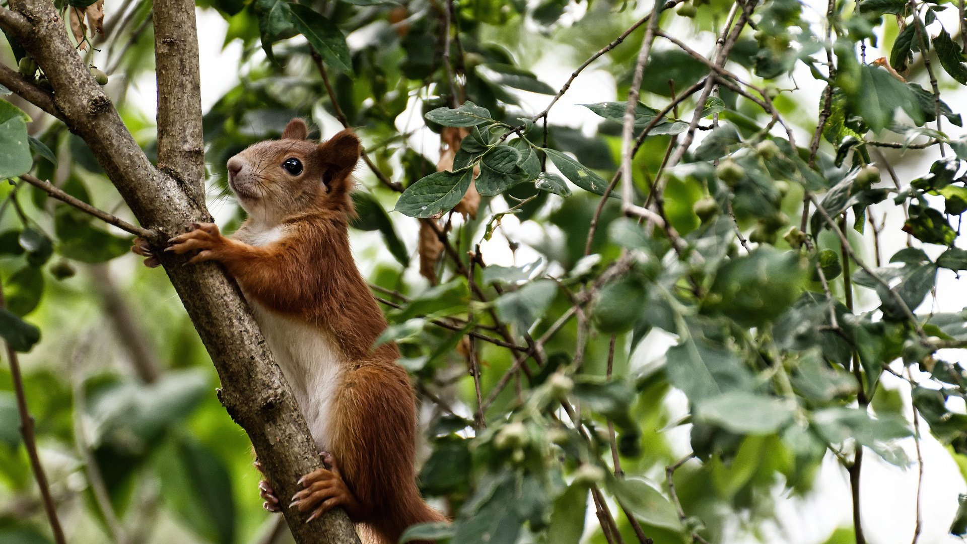 网络直播收视率破纪录,足球比赛热度飙升,足球比赛收视率排名