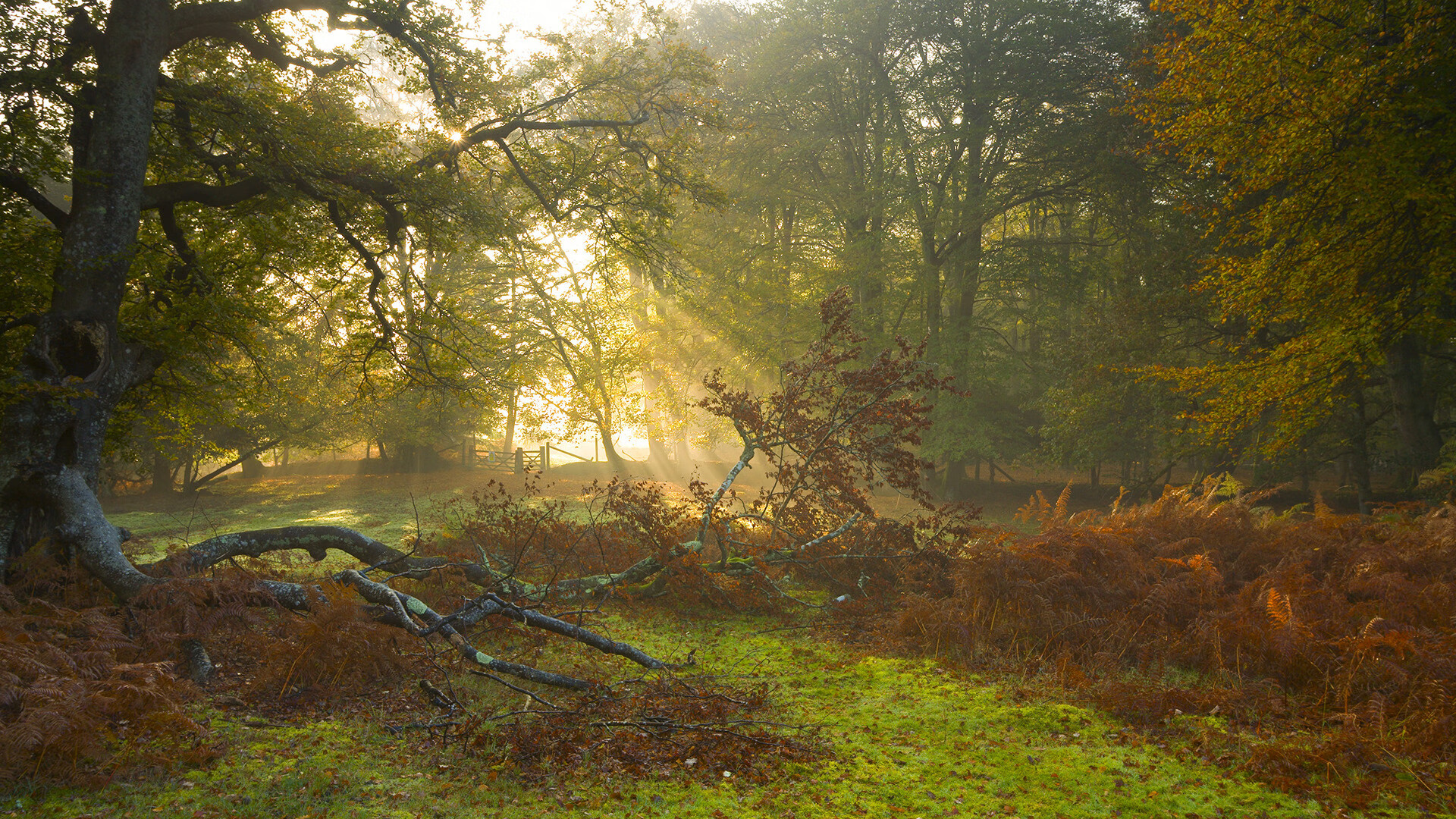 选手出彩逐荣誉,女足比赛精彩绽放,女足小组出局