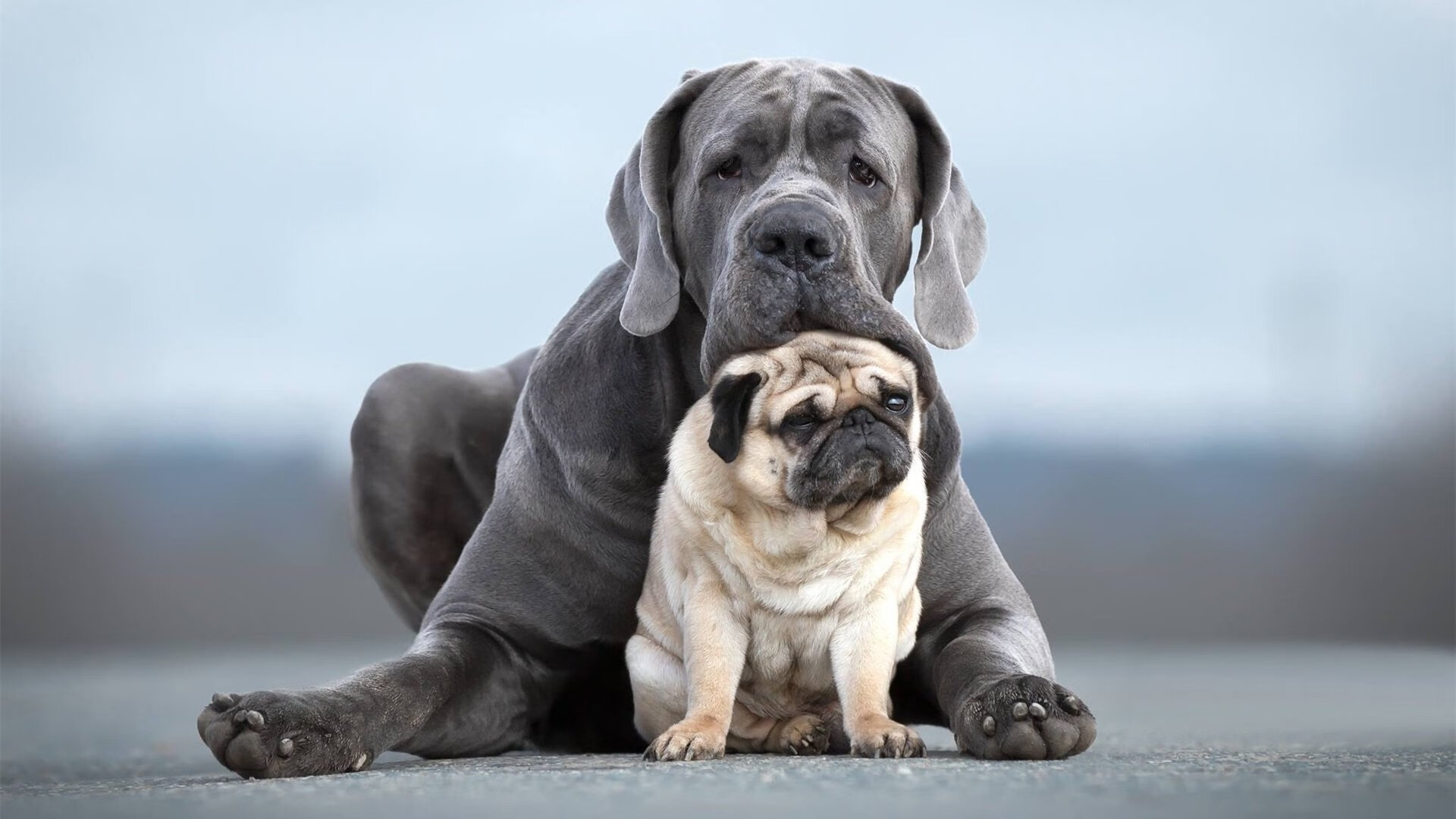 NBA球队战术调整实例,nba常规战术