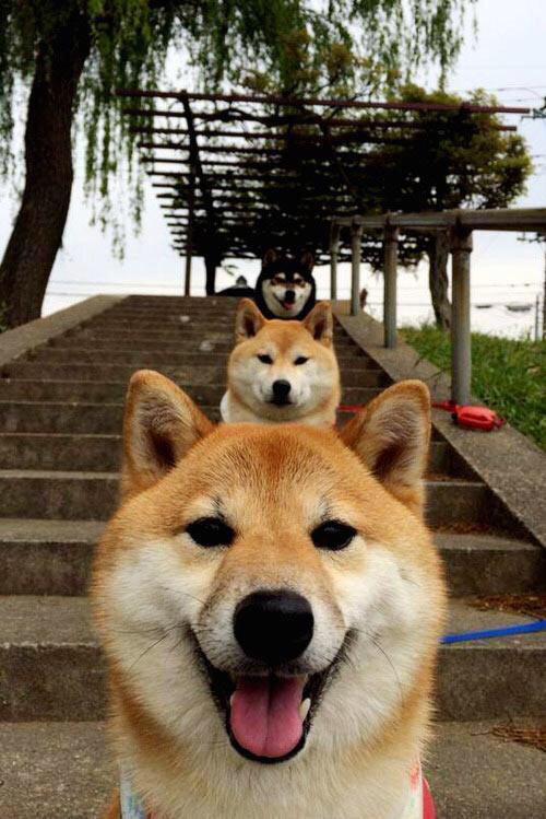 高校体育师资培养模式优化研究,高校体育教师师生比例是多少