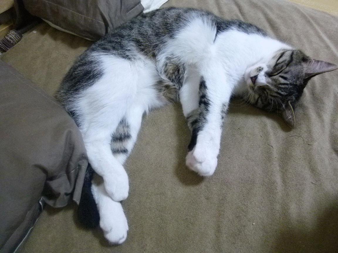 亚冠联赛国家队爆冷 球迷分析战术漏洞,亚冠联赛扩军