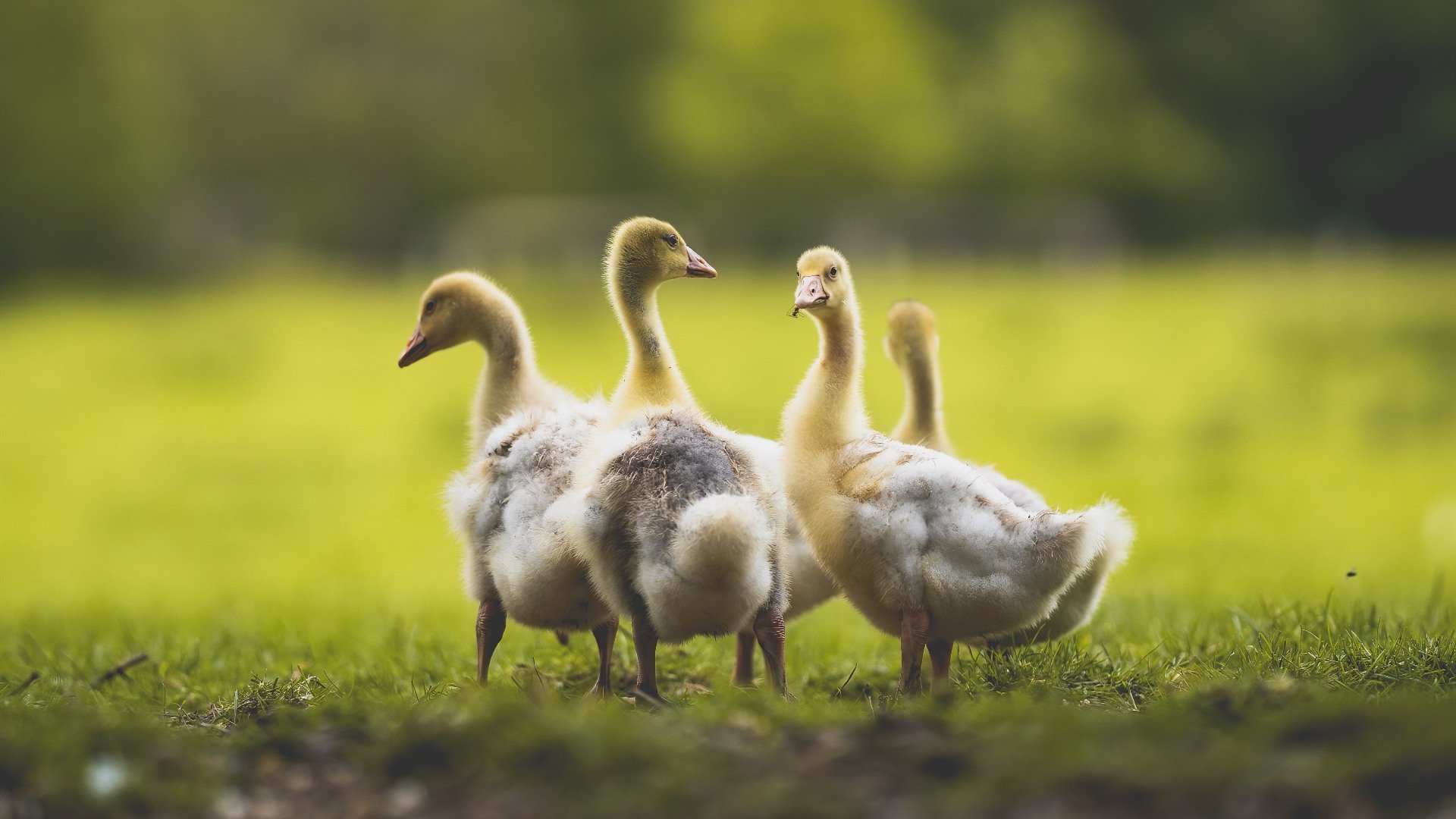 印度赛制背后的动力：如何提升本土赛事的国际水平，印度大赛