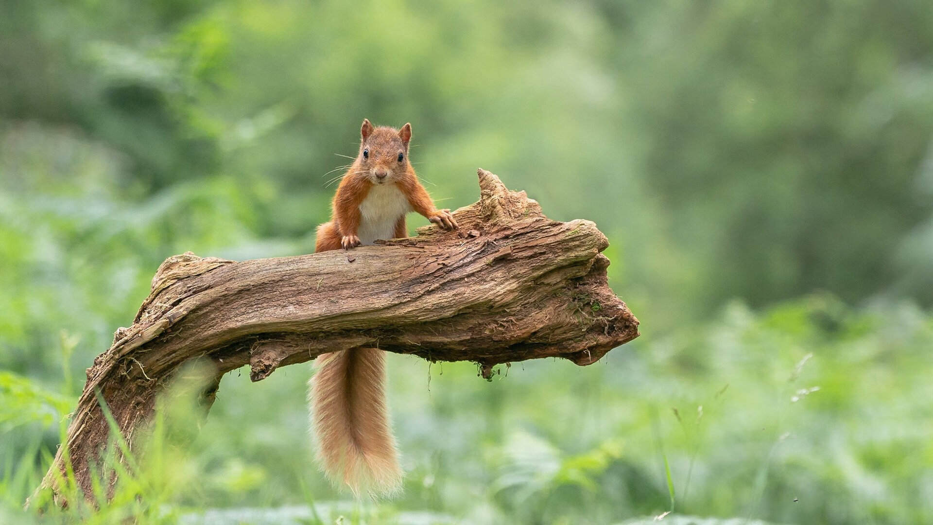 小组赛展现速度与中场控制优势，小组赛场次