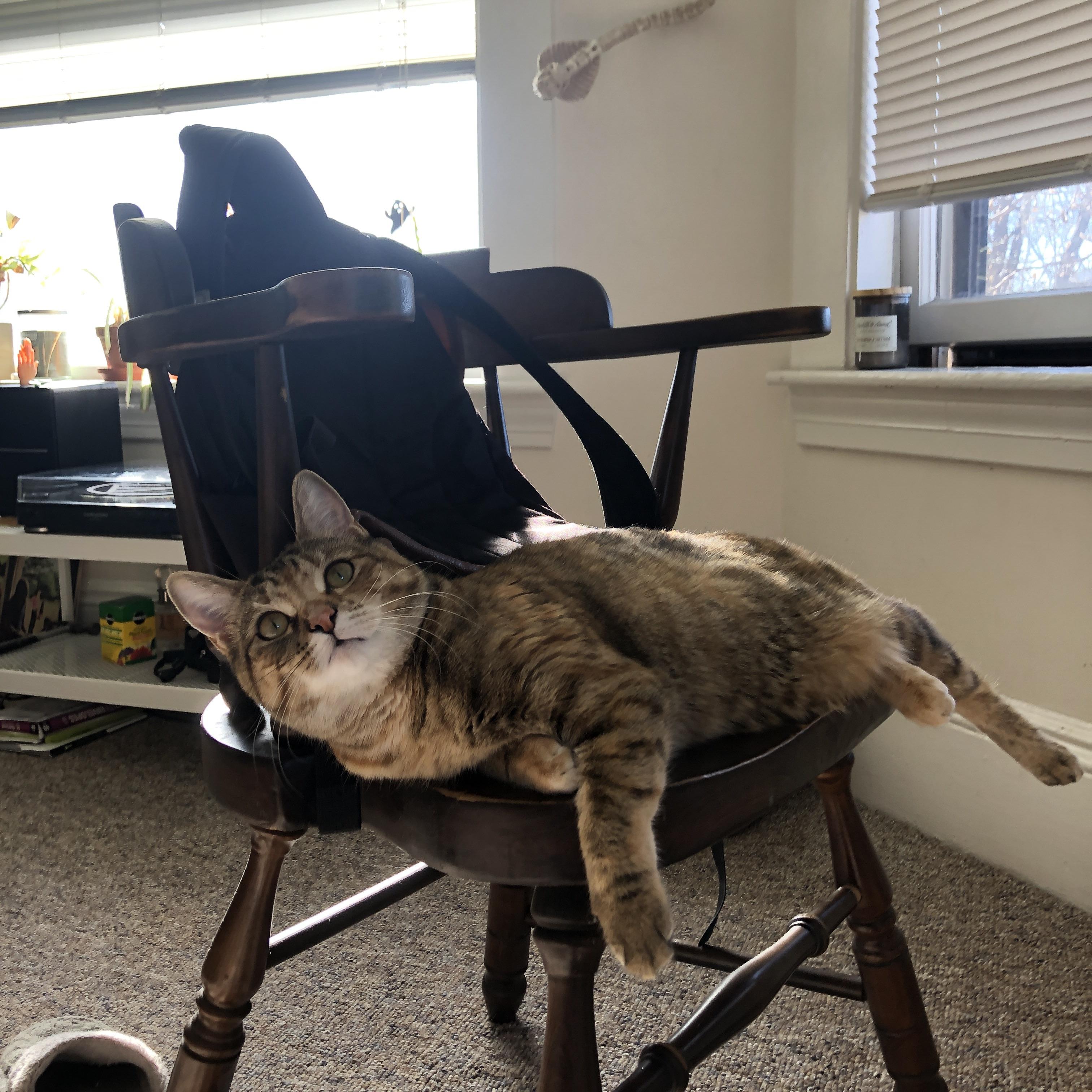 自由式滑雪赛事成绩稳步提升，自由式滑雪竞赛规则