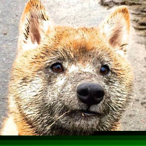 勇士主场热身环节设计更具观赏性吸引观众，nba勇士热身赛