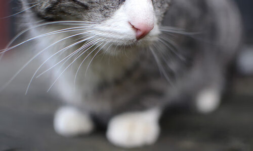 巴西男篮在拉丁美洲比赛中表现优异,迈向奥运会,巴西男篮阵容