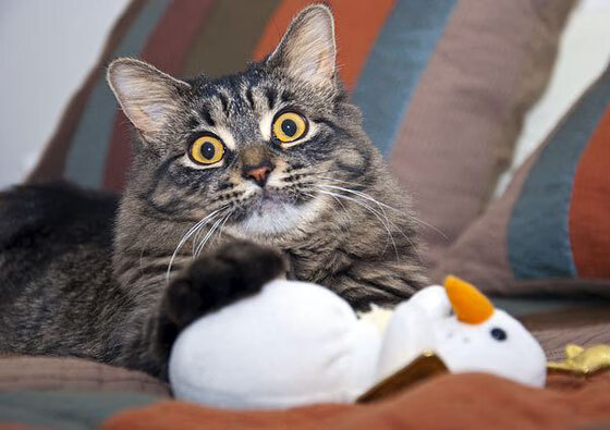 拉尼·帕利斯特赛后谈心路历程，帕尼尼利拉德