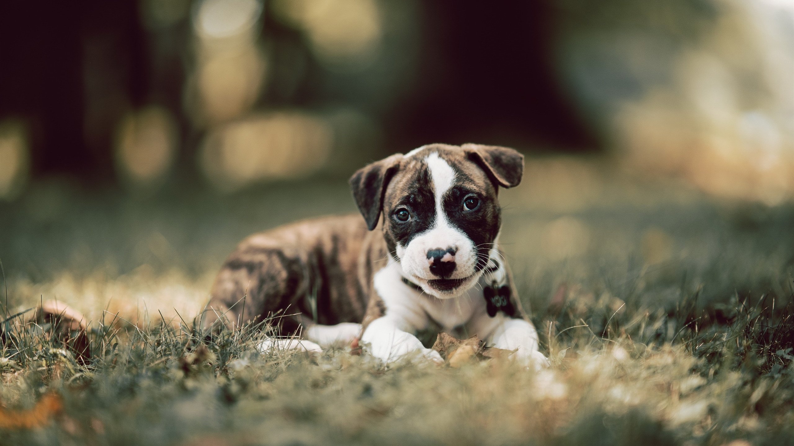 拉尼·帕利斯特赛后谈心路历程,帕尼尼利拉德