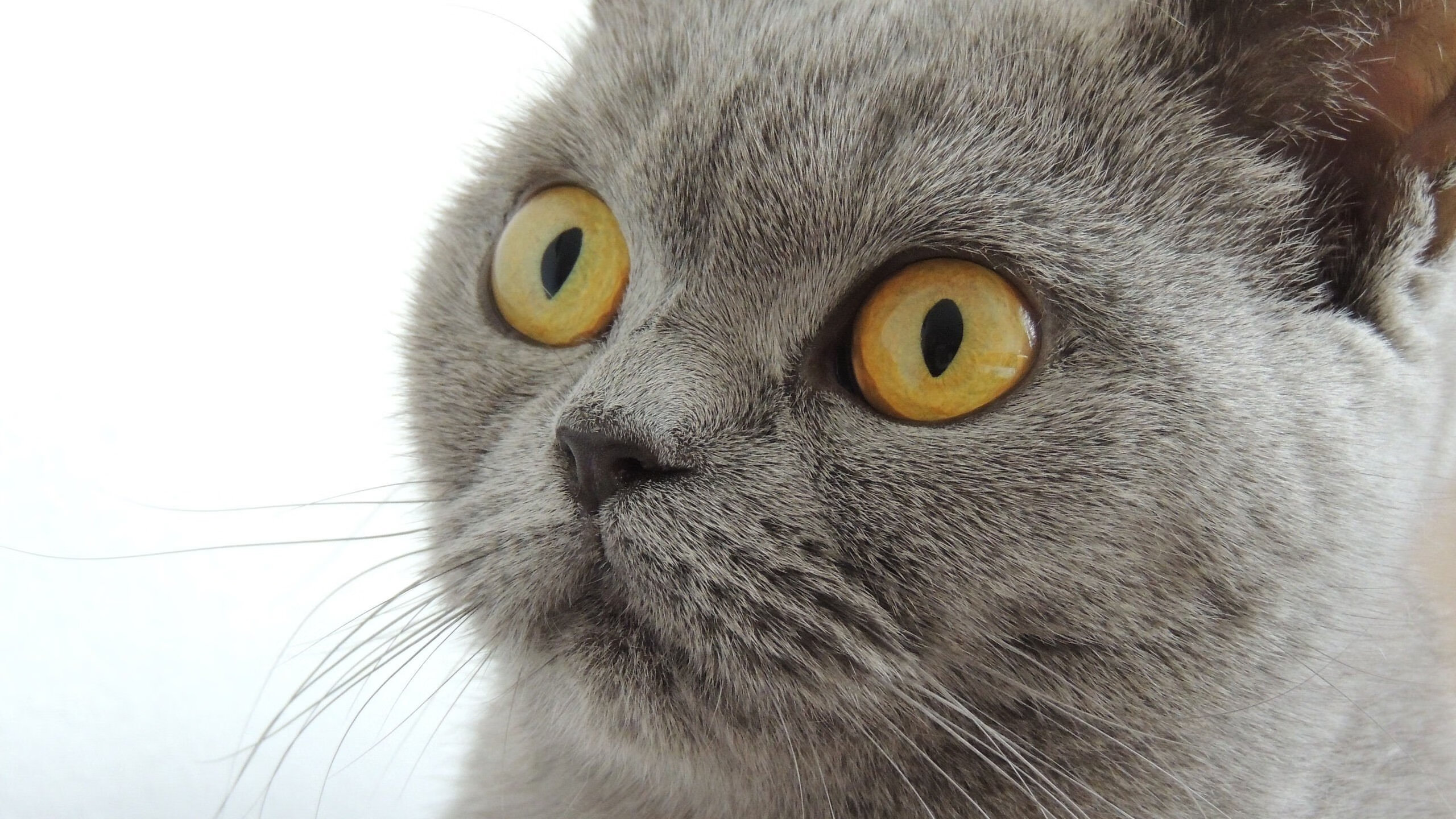 球队引入高强度间歇训练法，体能水平提升显著，高强度间歇训练动作大全