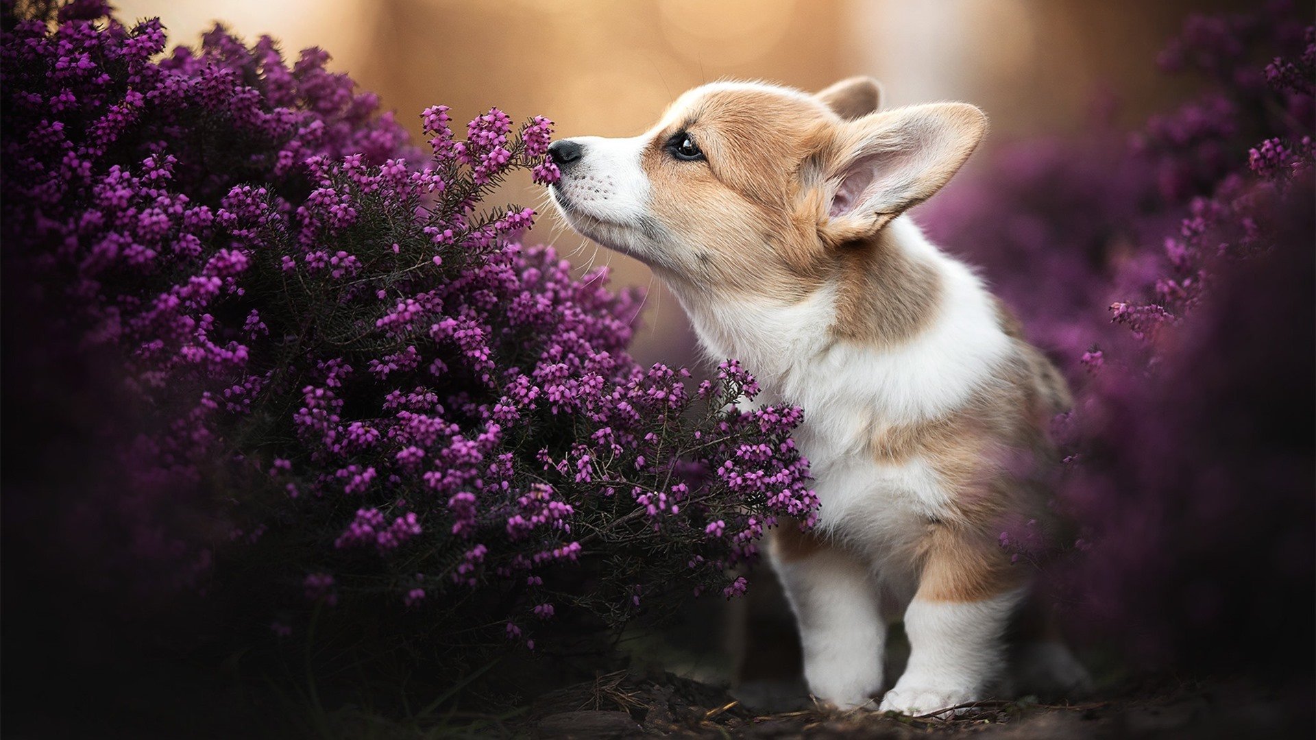 防守反击中场转换精准,无失误,防守反击动作